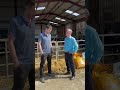 Calf Starter