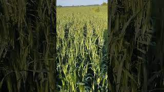 Огляд нашої пшениці на 27 травня