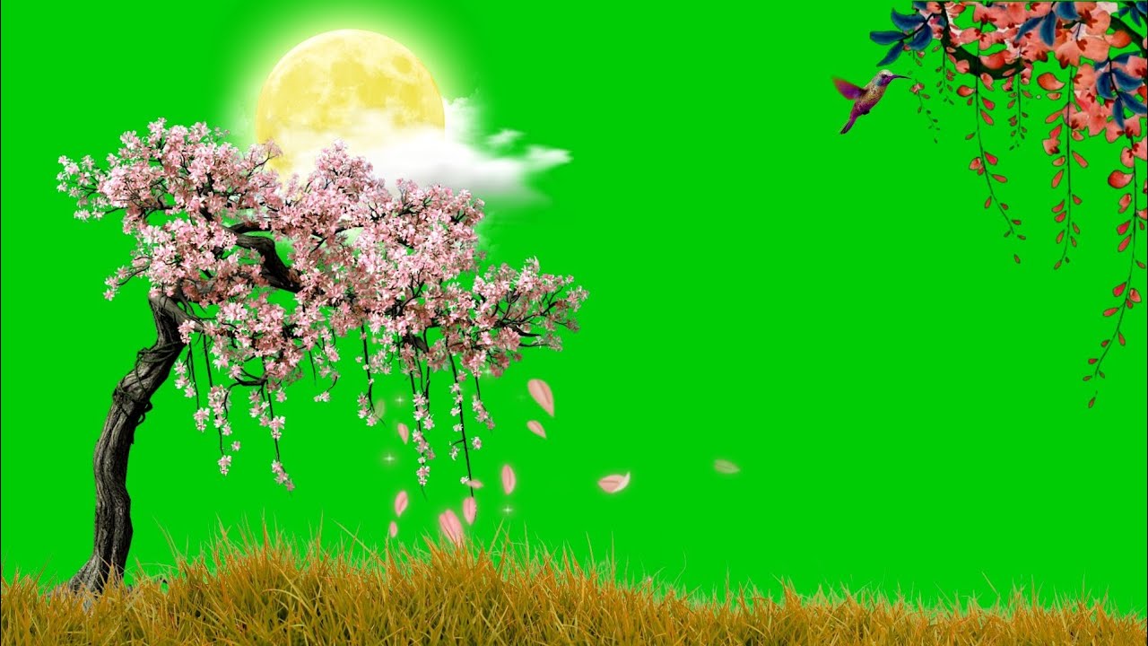 Best Green Screen Effects Green Screen Template Video Background
