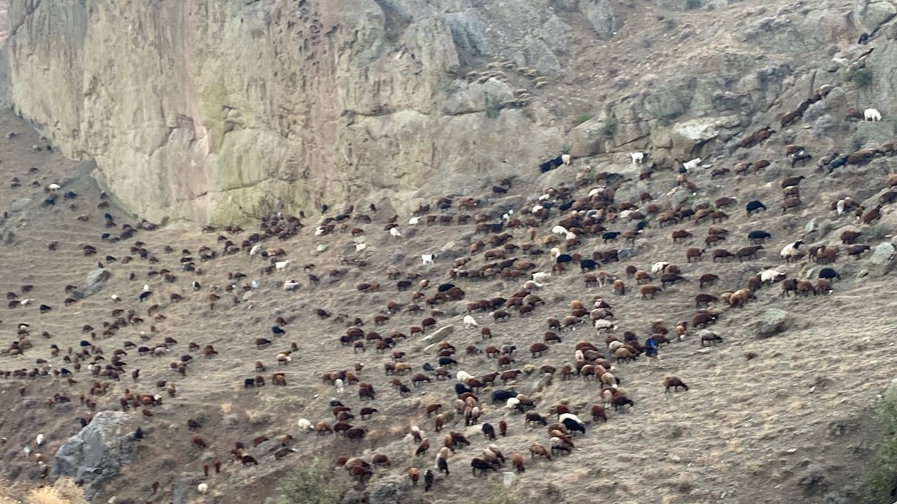 TEHLİKELİ DAĞLAR KARABALIK SÜRÜ ÇOBANLAR İÇİN ZOR HAYAT ŞARTI.