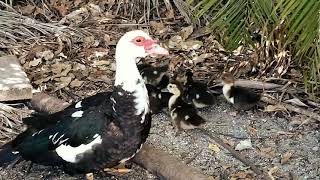 Lakewood Canal: Dumpster Ducklings and Leapin&#39; Lizards