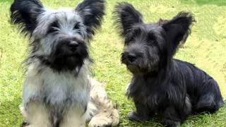 Puppy Terrier  Cute And Lovely Dog Pics Collection | Skye Terrier Puppy