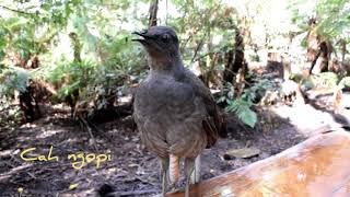 Burung langka gacor suara antik ful isian nembak ( cah ngopi )
