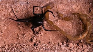 Black Widow Tangles Up Scorpion (May be disturbing to some viewers.)