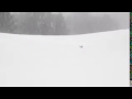 Собака пробирается сквозь снег