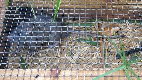 Bẫy chuột tự chế từ cái ngăn kéo tủ (Handmake mouse trap)