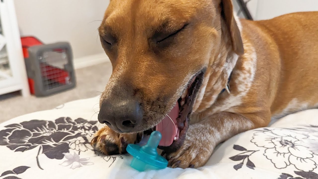 Mama Dog And Her Binky funnydog rescuedog mamadog binky pacifier