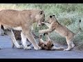 Lion Cub Madness - The Cutest Sighting Ever! - Latest Wildlife Sightings