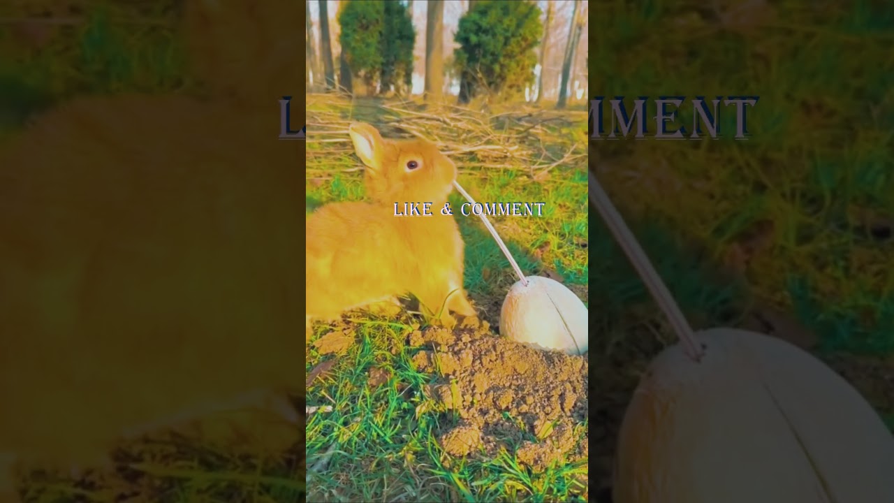 Master the Art of Rabbit Training! Pro Tips for a Well-Behaved Bunny 