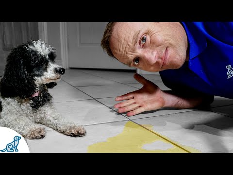 Video: Senior Pet Proof Your Home en 5 sencillos pasos