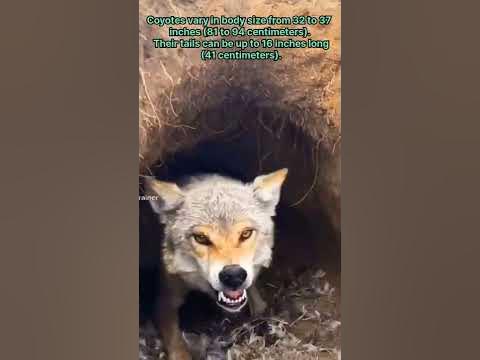 coyote | coyote sound - YouTube