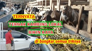 Beternak Kambing Kacang Juga Bisa Kaya