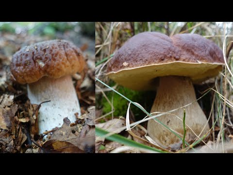 Video: Raccolta Di Funghi Per L'inverno