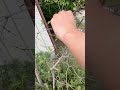 剪定初心者の弟にできる限りわかりやすく木の透かし方を教えてみた #howto #剪定 #ガーデニングの楽しみ方