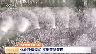 [中国三农报道]春耕中国 新疆莎车 万亩巴旦木花开 产业延伸助农增收 | 农业致富经 Agriculture And Farming