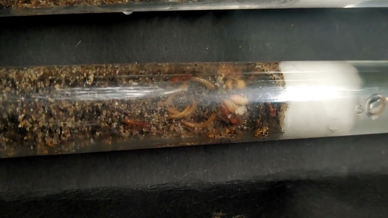 Mystrium camillae - Jagderfolg