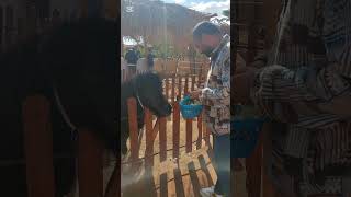 حديقة حيوان مفتوحة في جزيرة في نص النيل #bird #حديقة_الحيوانات #غزالة #ريلز #اكسبلور #nilezoo #zoo