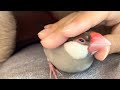 毛布に一緒に入ってくる文鳥 あずき　Java sparrow