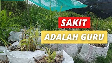 BUDIDAYA JAHE MERAH DI LAHAN TERBUKA SAAT MUSIM HUJAN - AKSARA Agro & Farm