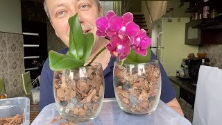 ПЕРЕСАДКА ОРХИДЕЙ в стекло, орхидеи в закрытой системе в ОРГАНИКЕ