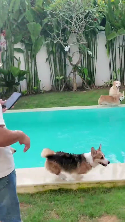 Punya Kolam Renang Buat Anjing Dirumah