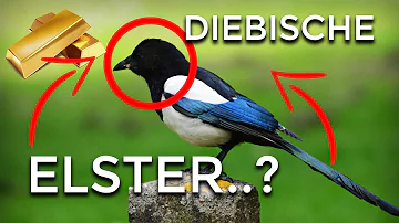 Wie gefährlich sind Elstern?