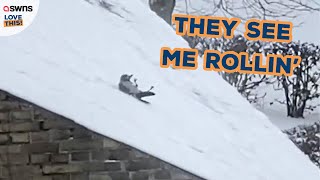Bird rolls down snowy roof 🐦🌨 | LOVE THIS!