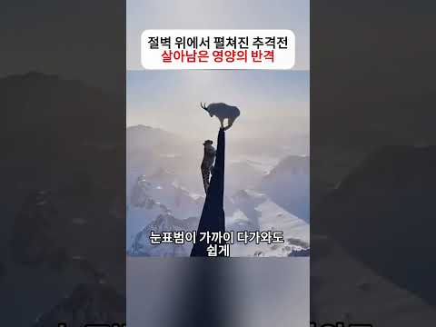 절벽 위에서 펼쳐진 추격전 살아남은 영양의 반격  #눈표범 #바위양 #야생동물 #자연다큐 #동물의세계 #산악생태계 thumbnail