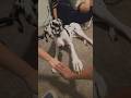 Hand Challenge w/a Dane #funny #dog #fyp #foryou #viral #shorts #shortvideo #short #viralvideo #love