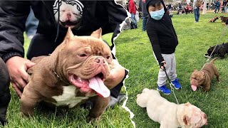 Dog Show Fun Show Sacramento Micro Exotic Bully
