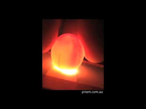 Orange-bellied Parrot (Neophema chrysogaster): egg candling at Priam Research & Breeding