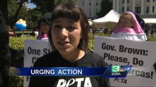 PETA activists don whale costumes at Sacramento rally