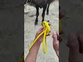Buffalo 🦬 Muzzle ###🔥🔥