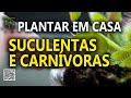 Plantas Carnívoras e suculentas, aprenda para não se enganar
