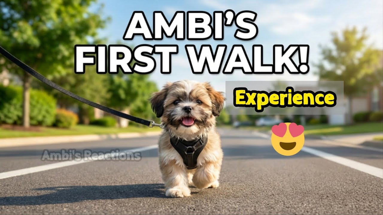 First Time Outside🐶🐾 | Ambi Shihtzu Puppy | First Walk & the Reactions are So Curious