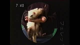 Game Boy Color - Ferret Monogatari