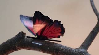 Artificial Muscles Bloom, Dance, and Wave screenshot 4