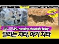 Cheetah - Wildlife in Serengeti EP01, #09, 치타