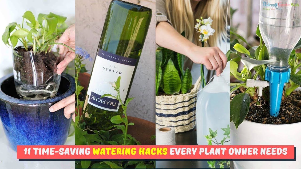 11 Indoor Plant Watering Tricks to Water So Many Plants in So Less Time