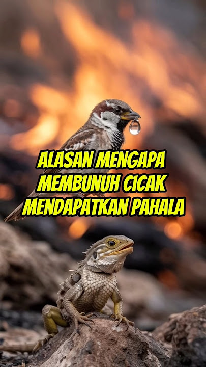 MEMBUNUH CICAK MENDAPATKAN PAHALA#kisahislami #bismillah #hikmahkehidupan