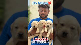 🌟Top class Lab🐶puppys available🔥#shorts #shortvideo #yt #ytshorts #pets #labrador #viral #puppy #dog