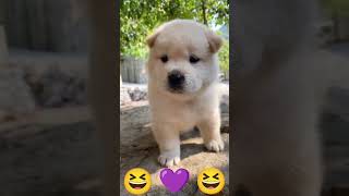 🤪🤪 #viralvideo #funny#dog #trending #voiceover # #comedy#dubbing ##shortvideo #viral #animalvoices