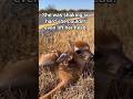 Found a newborn fawn alone on the roadside — body cam caught everything