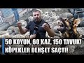 Kpekler dehet sat 50 koyun 60 kaz 150 tavuk telef bunlar can deil mi  agro tv haber