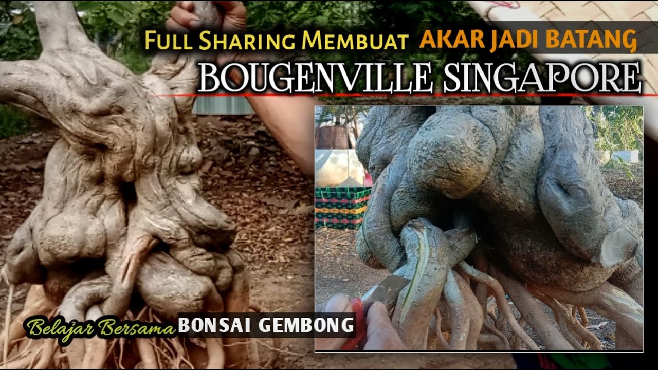 Membesarkan Batang Bonsai Bougenville Singapore dengan Teknik Akar Jadi Batang