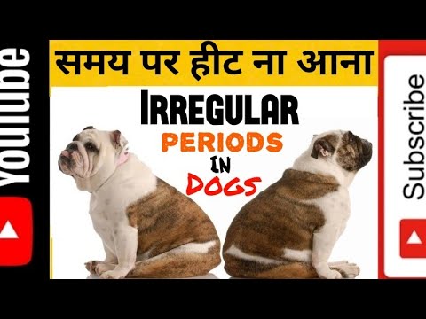 वीडियो: Pelger-Huët कुत्तों में विसंगति