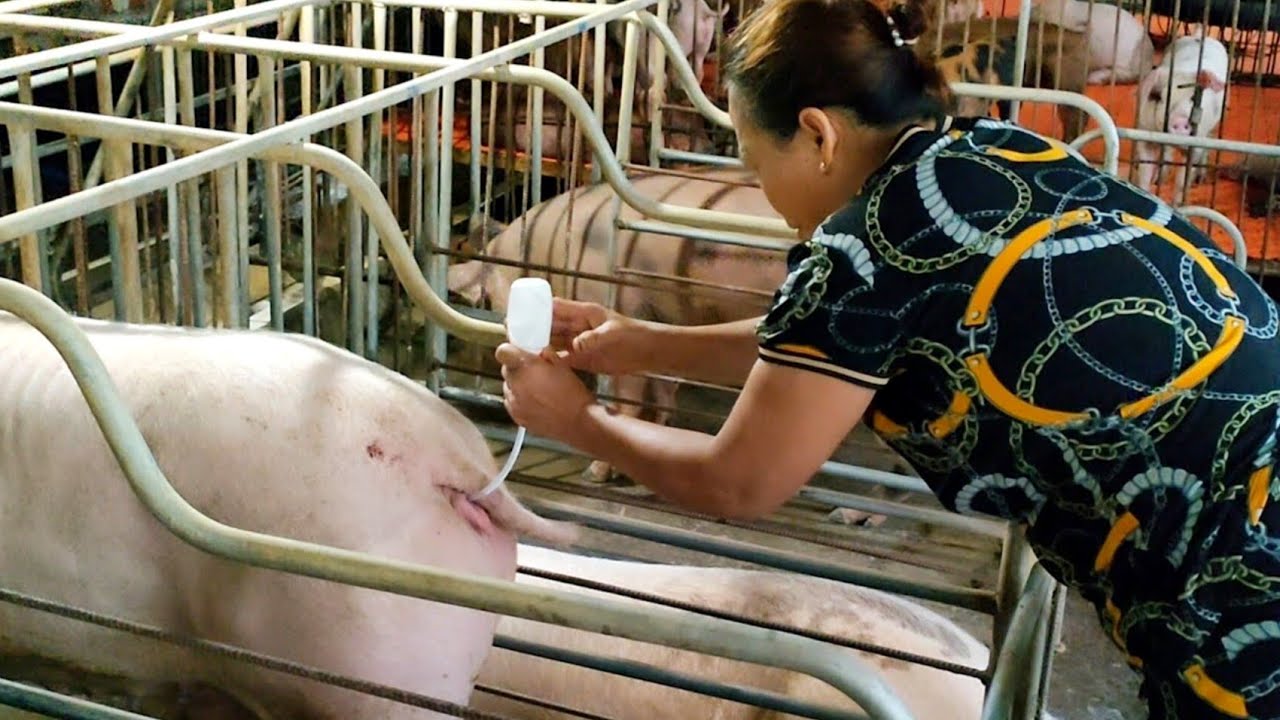 #42 cách phối giống cho heo nái || lợn nái || tại nhà không cần đến thú y