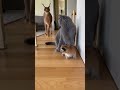 🔥🐆 カラカルの母猫が子猫を救うためにブリティッシュショートヘアを攻撃