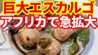 【アフリカ】巨大エスカルゴビジネスが急拡大！コートジボワールで
