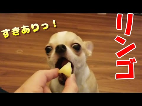 【171日目】初めてリンゴを食べるチワワ犬。咀嚼音（ASMR）。良い音出して食べています。Chihuahua ate a slice of apple happily.